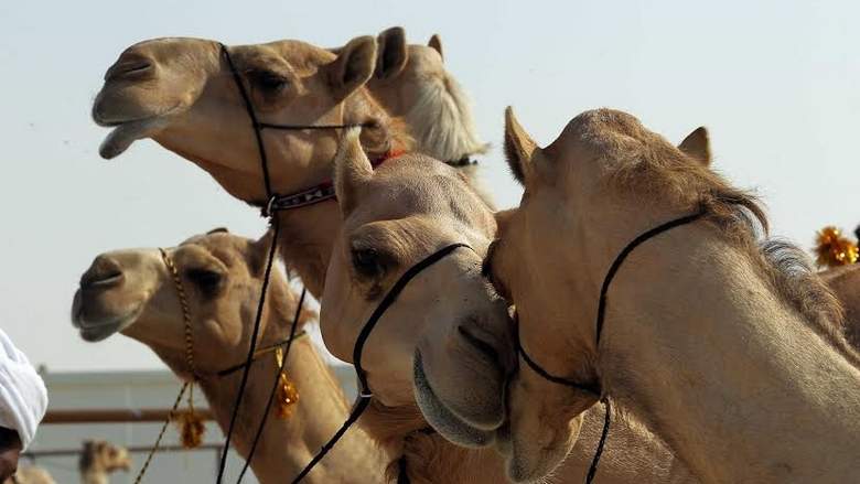 camel-in-festival