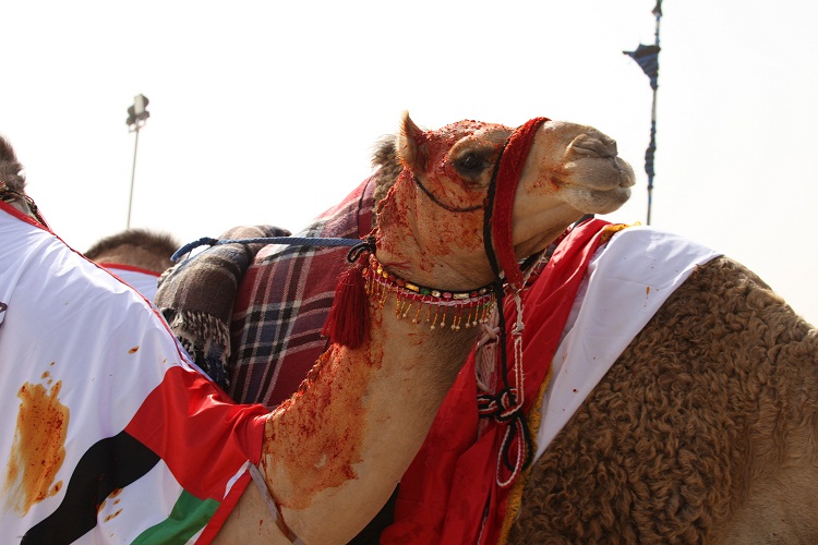 Al Dhafra Festival 2015