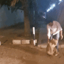 Lioness found roaming near Al Barsha, Dubai, captured