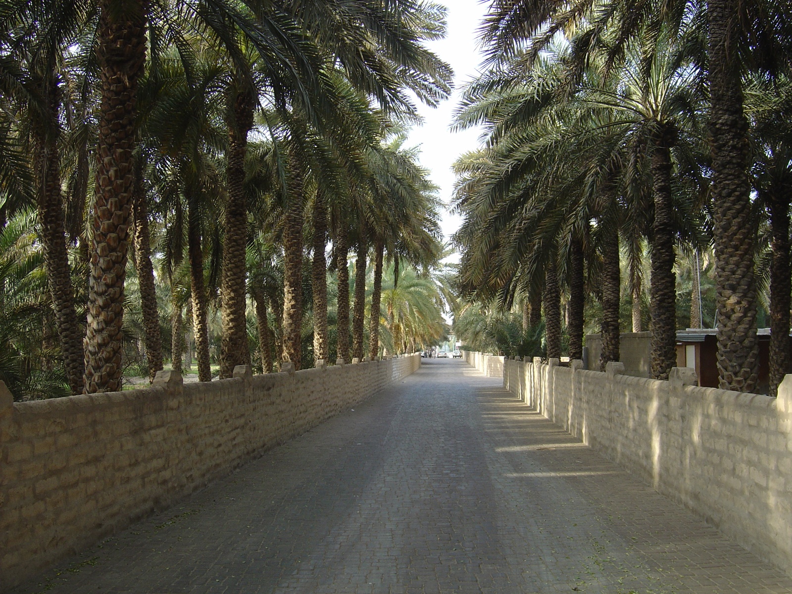 Al Ain Oasis pathway