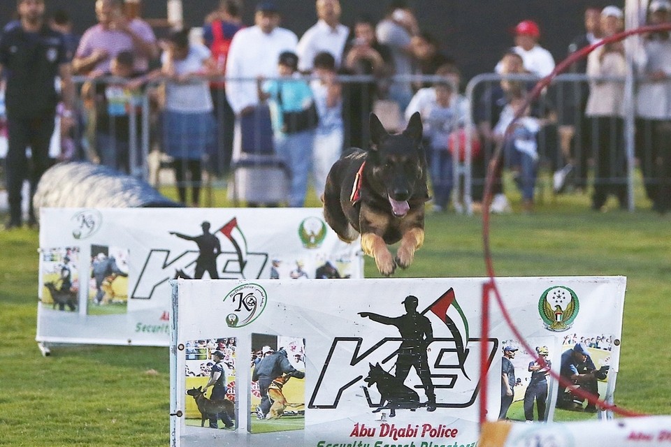 Dog Jumping Hoops at Abu Dhabi Pet Festival