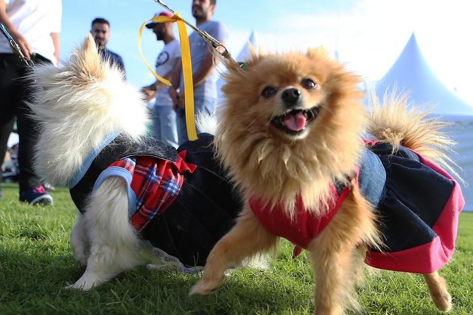 Dogs at Abu Dhabi Pet Festival