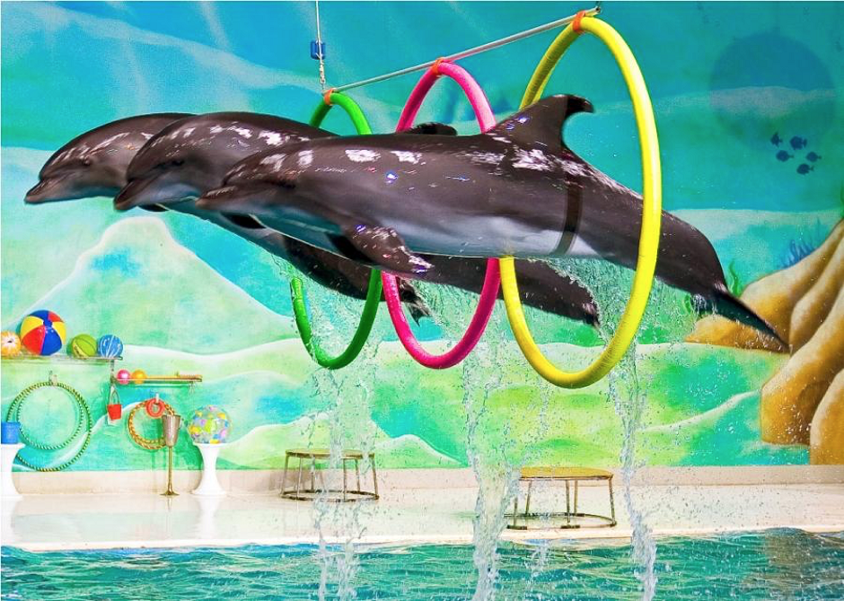 Dubai Dolphinarium - Dolphin Show