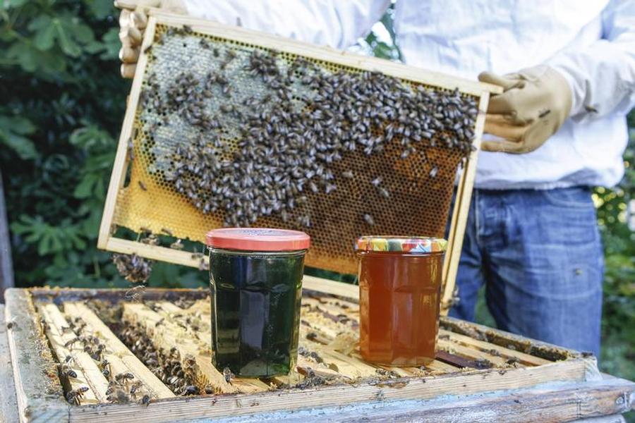 Hatta Honey Festical 2017