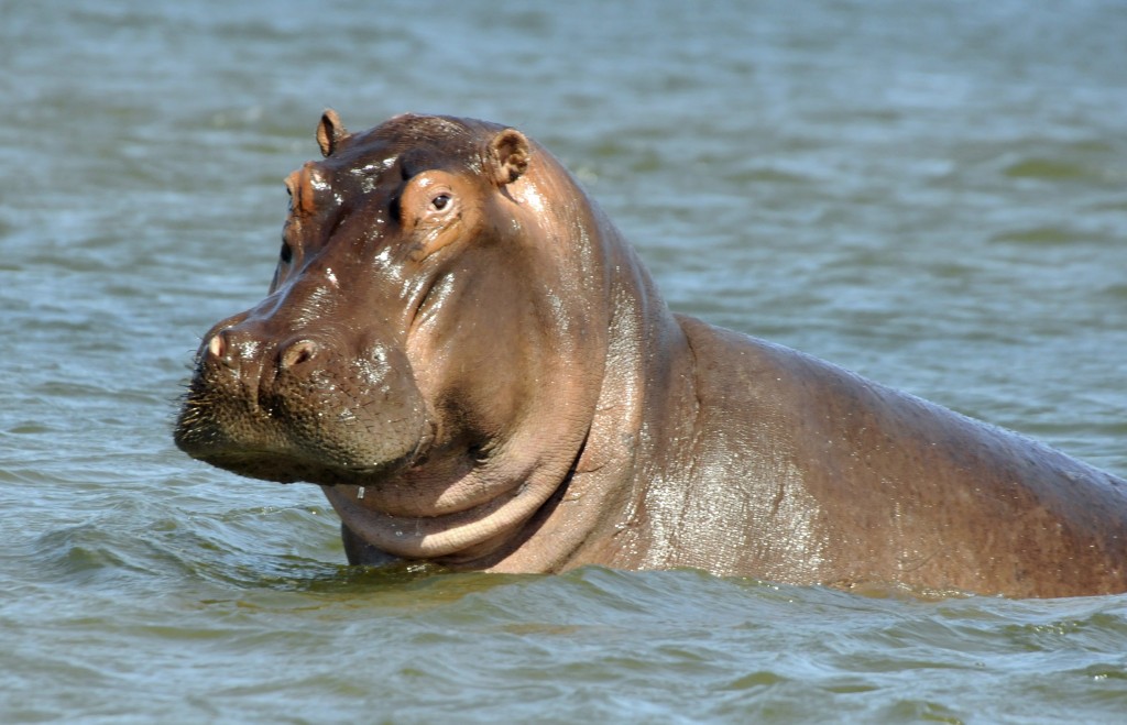 Hippo in Water