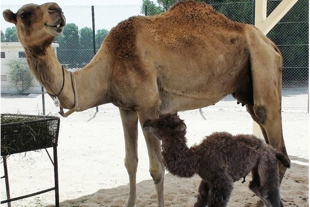 First Bactrian Camel Clone
