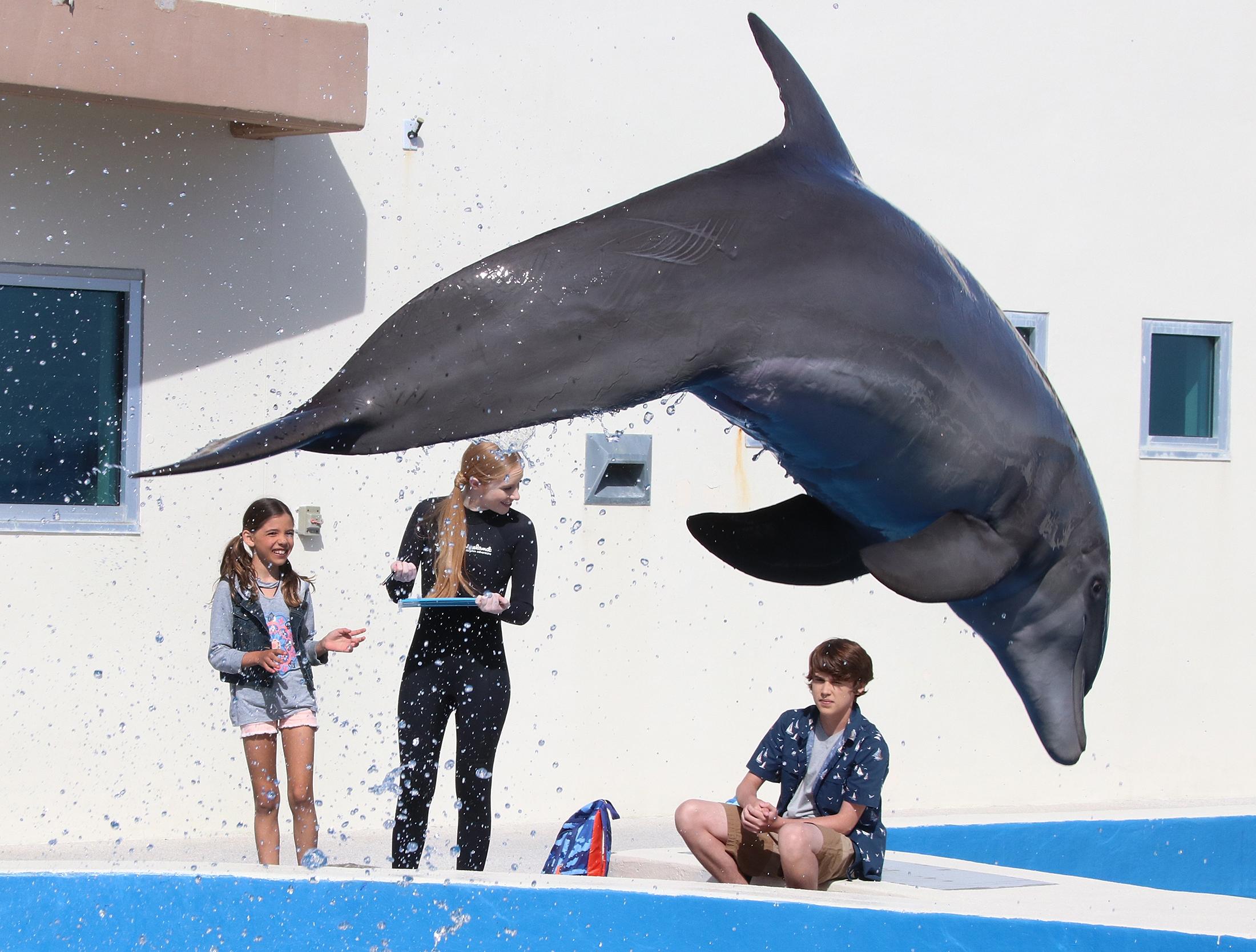 Bernie The Dolphin