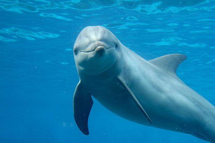 Bernie The Dolphin